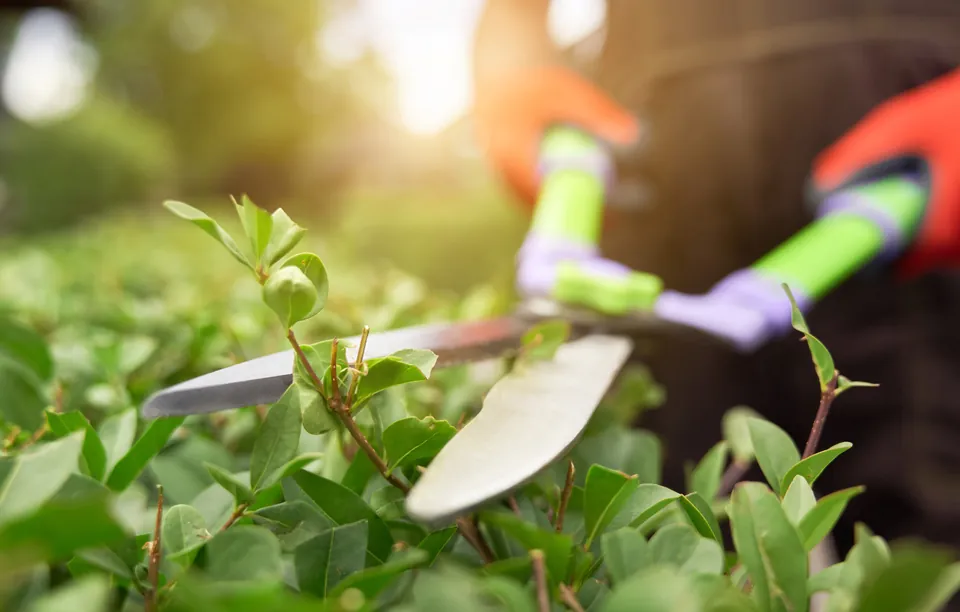 Poda de arbusto com tesoura de jardinagem