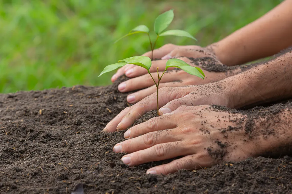 Mãos plantando muda em solo preparado